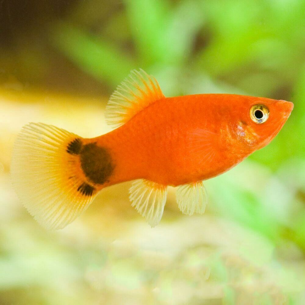 Imagem do Platy